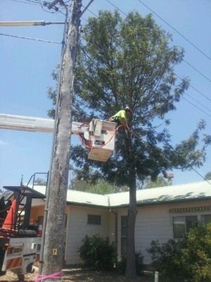 D & C Tree Services Pty Ltd Pic 2