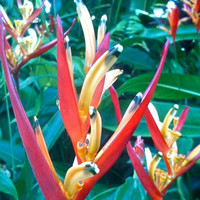 Flower Box Rockhampton Pic 5 - Tropicals