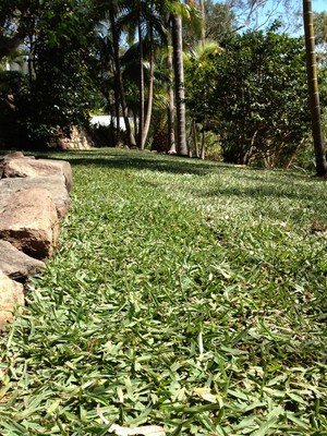 Green Gardenz Pic 5 - The joy of a new turf in the garden in Palm Beach