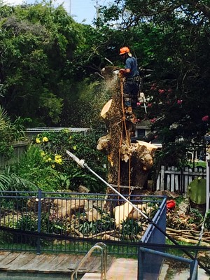 Michael's Tree Services Pic 4 - Going