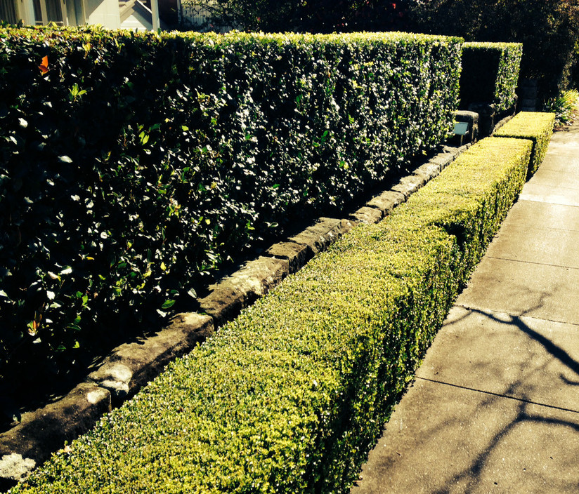 Evergreen Gardens Pic 1 - Some formal hedging