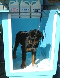 Aussie Pooch Mobile Dog Wash Gawler Pic 1