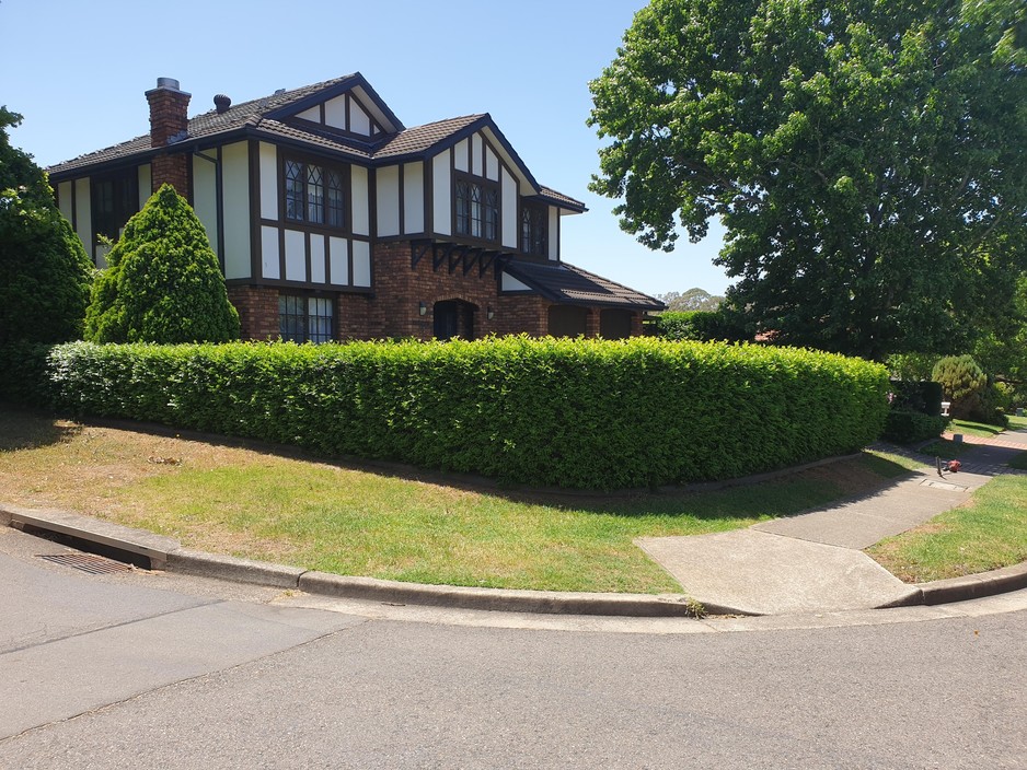 Top Dog Lawns Pic 1 - Clients hedge before Top Dog Lawns maintained it