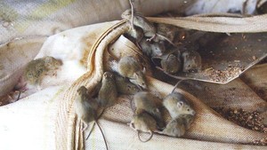 Petes Pest Control Toowoomba Pic 2 - mice breeding and feeding in old wool bails