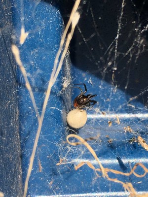 Petes Pest Control Toowoomba Pic 4 - Red Back spider hiding under Play equipment