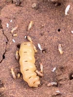 Petes Pest Control Toowoomba Pic 5 - Its pretty rare you find a termite Queen