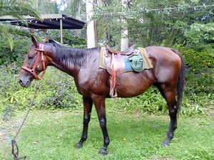 JT Leatherwork Pic 3 - One of our horses kitted up in our products that we use on a daily basis for general riding