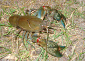 Lalor Lodge - Guesthouse Pic 1 - Yabbies in the Pond