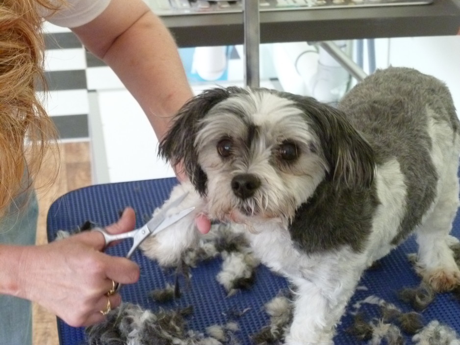 Top Dogs of Somerville Pic 1 - Daisy enjoying her haircut