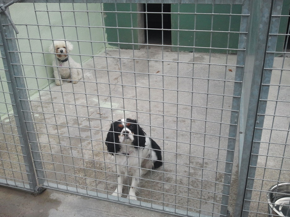 A DOG'S LIFE COBH CORK.Boarding kennels Pic 1 - A DOGS LIFE COBH CORK