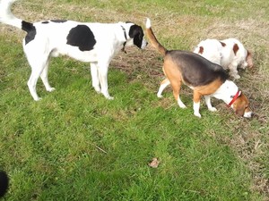 A DOG'S LIFE COBH CORK.Boarding kennels Pic 3 - A dogs life cobh cork boarding kennels