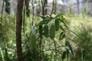 Yarrawarra Aboriginal Cultural Centre Pic 3