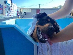 Aquadog Hydrobaths Pic 3