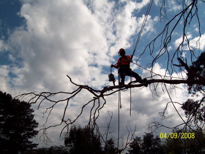 Cut It Right Tree Service Pic 1 - Dead Wooding A Tree