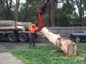 Cut It Right Tree Service Pic 2 - Loading A Large Gum