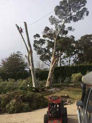 Cut It Right Tree Service Pic 5 - Tree Removal Mornington