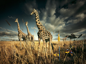 Urs Buhlman Photography Pty Ltd Pic 4 - Giraffe Western Plains Zoo