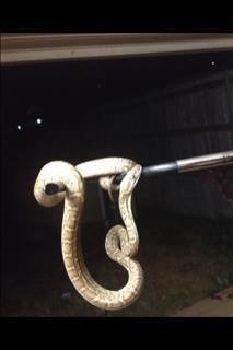 Snake Catcher & Removal Brisbane - Elite Snake Catching Services Pic 3