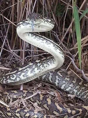 Snake Catcher & Removal Brisbane - Elite Snake Catching Services Pic 5