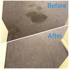 Best Reviews Carpet Cleaning and Pest Control Pic 4 - Carpet Stain Removal Brisbane