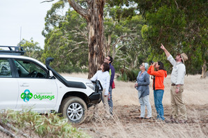 Kangaroo Island Odysseys Pic 5 - View an array of Native Australian Wildlife