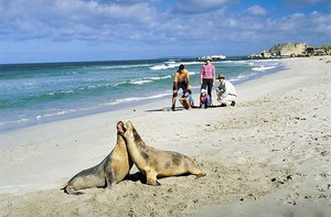 Kangaroo Island Odysseys Pic 3 - Visit Seal Bay