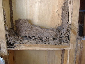 Tony's Termites and Pest Control Pic 5