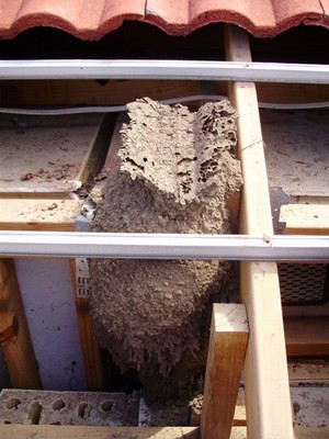 Tony's Termites and Pest Control Pic 4 - tonys termites and pest control nest