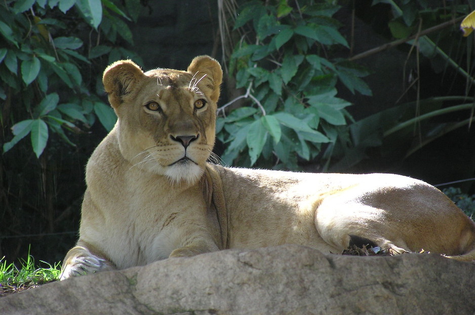 Lioness Discovery Counselling Pic 1