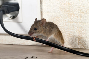 Rodents Expert Perth Pic 5