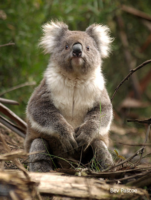 BIG4 Wye River Holiday Park Pic 2 - One of the locals