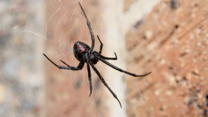 Spider Pest Control Canberra Pic 2