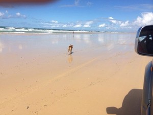 Hire 4WD Noosa Pic 2 - Fraser Island dingo