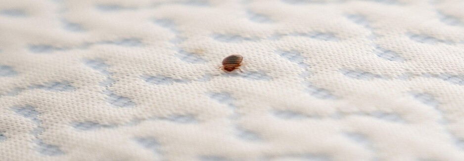 Bed Bug Control Perth Pic 1