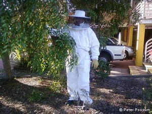 Peter The Possum Man Pic 2 - Our bee specialist does bee removal