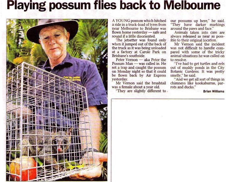 Peter The Possum Man Pic 1 - Possum removal media article