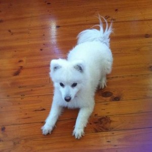 Pooches on Poplar Pic 4 - Snowy a sweet pooch who holidays with us regularly