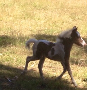 Howling Wolf Ranch Miniature Horses Pic 2