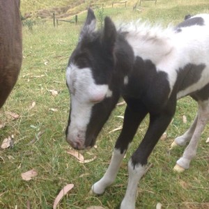 Howling Wolf Ranch Miniature Horses Pic 4