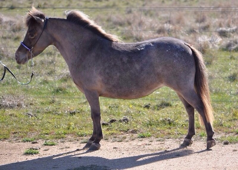 Howling Wolf Ranch Miniature Horses Pic 1