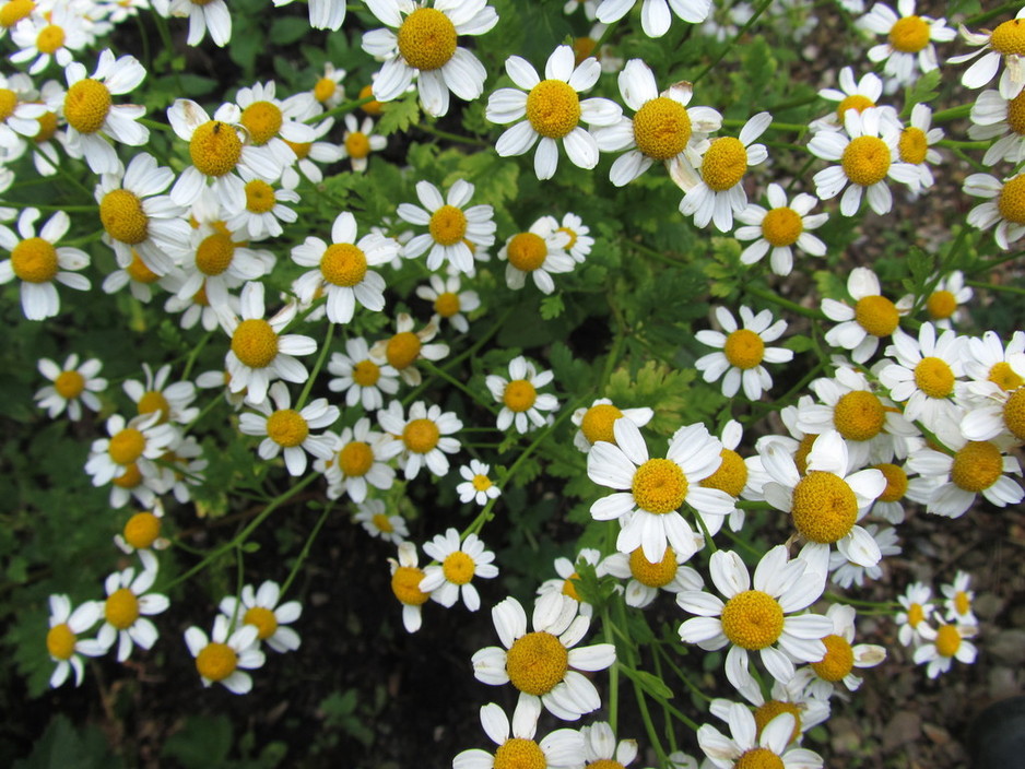 Chamomile Naturopathy Pic 2 - Delicious Herbal Teas