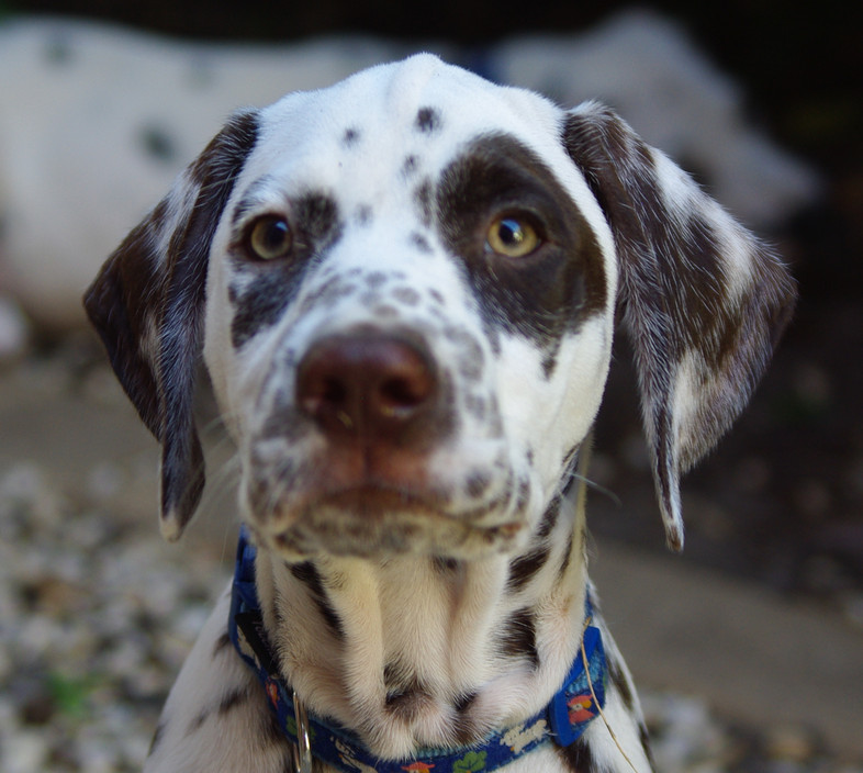 Puppy Training Melbourne Pic 1