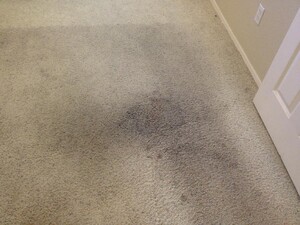 Carpet Cleaning Pooraka Pic 3