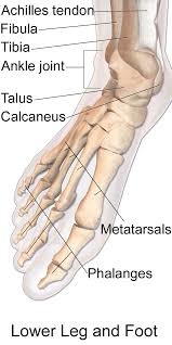 Inspire Podiatry Pic 1 - The foot is a complex structure with 33 joints 26 bones and 20 muscles within each foot