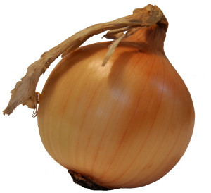 Magnus Kahl Seeds Pty Ltd Pic 3 - F1 Endeavour brown hybrid onion from Magnus Kahl Seeds