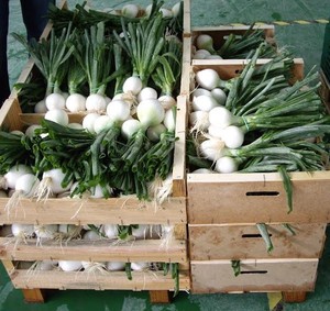 Magnus Kahl Seeds Pty Ltd Pic 5 - F1 White Knight white hybrid onion from Magnus Kahl Seeds