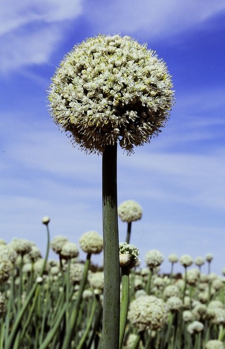 Magnus Kahl Seeds Pty Ltd Pic 1 - Onion seed crop in full flower