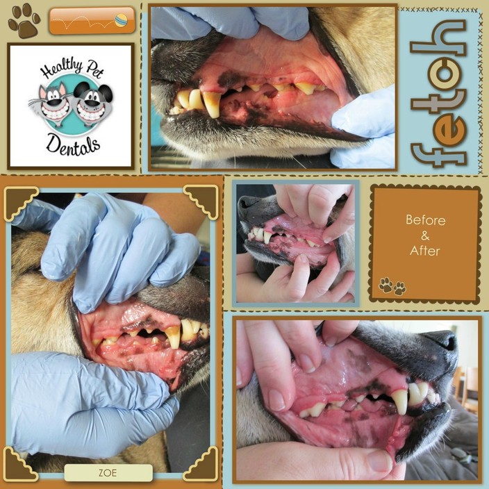 Healthy Pet Dentals Pic 2