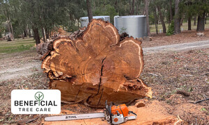 Beneficial Tree Care Pic 4 - A felled and removed cut down by Beneficial Tree Care