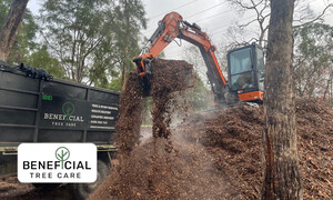 Beneficial Tree Care Pic 3 - Removing mulch from a property after a tree pruning job